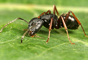 ants-pest-control