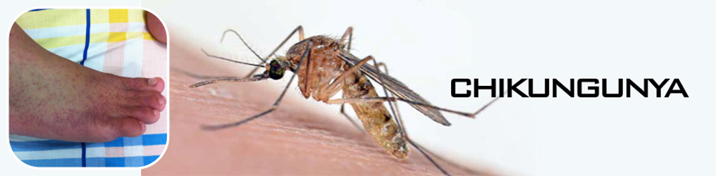 know-about-chikungunya