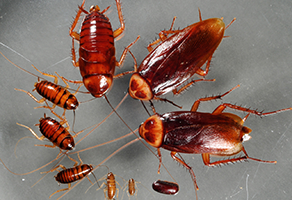 cockroach-pest-control