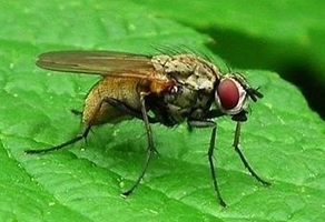 flies-pest-control