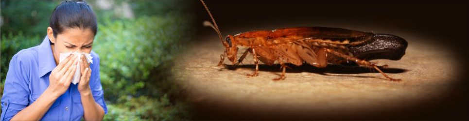 know-about-cockroach