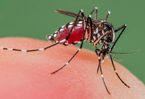 mosquito-pest-control
