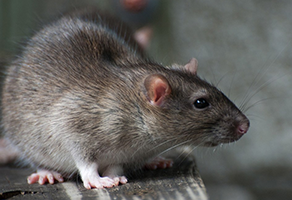 rat-pest-control