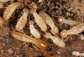 termite-pest-control